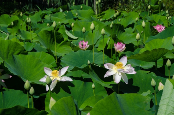 First lotus blooms of the year, Kenilworth Aquatic Garden, Washington, DC