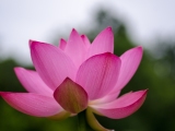 Kenilworth Aquatic Gardens: The Lotus Season