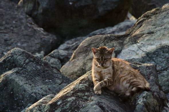 A cat, lounging on warm rocks by Paseo del Morro, San Juan, Puerto Rico