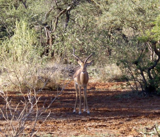 Lone ram, male impala vying to establish his own territory 