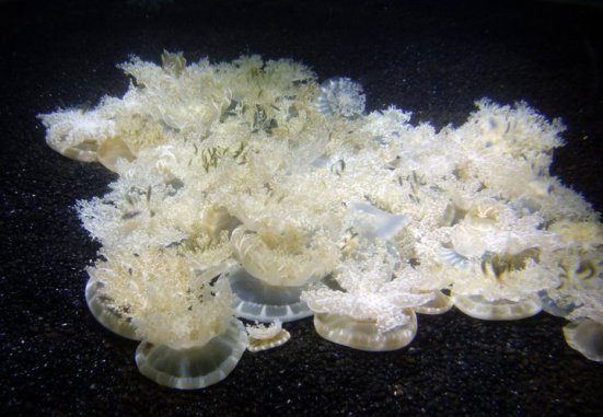 Upside-down jellyfish, Baltimore National Aquarium
