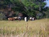 Assateague Island: Where the Wild Horses Roam