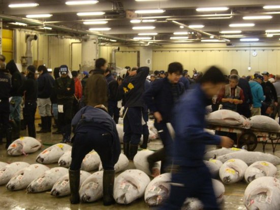 Chaos at Tsukiji Fish Market Tuna Auction, Tokyo
