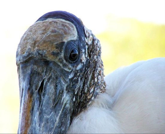 Florida stork, looking prehistoric, Gatorland, FL