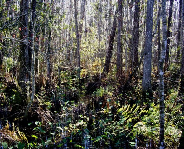 Cypress swamp walk, Gatorland: this is what central Florida looked like before its wetlands were drained for development 