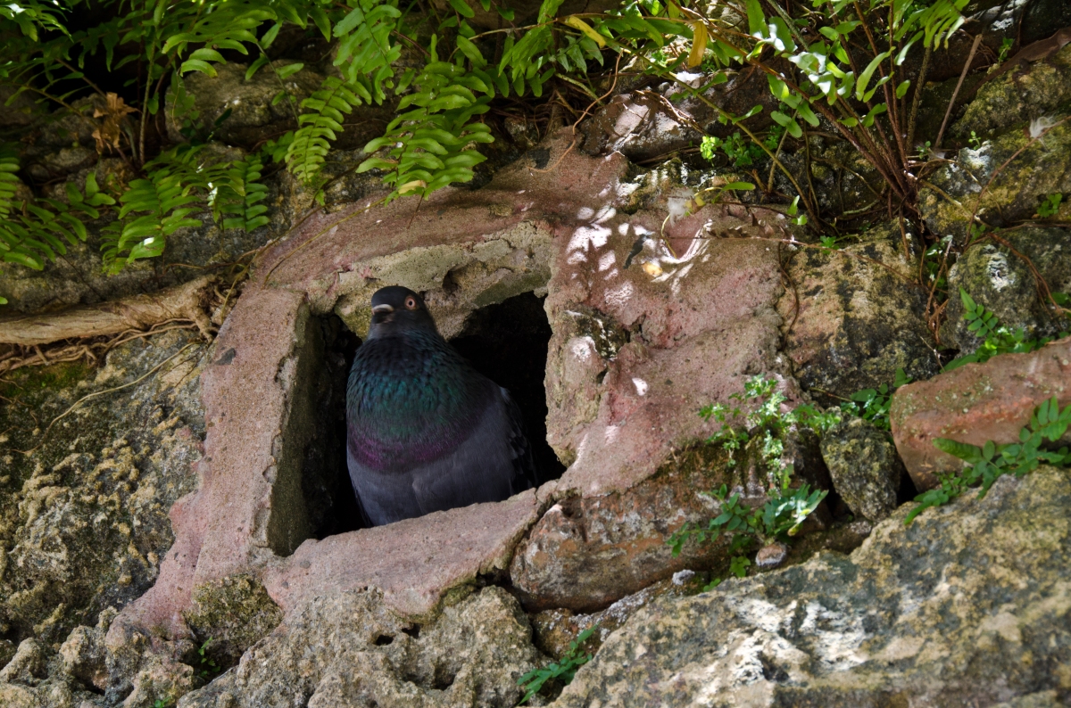 Pigeon in his stone nest, Parque de las Palomas, San Juan, Puerto Rico