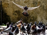 Pigeons of Old San Juan