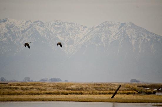 Canadian Geese flying against the snowcapped mountains - Bear River