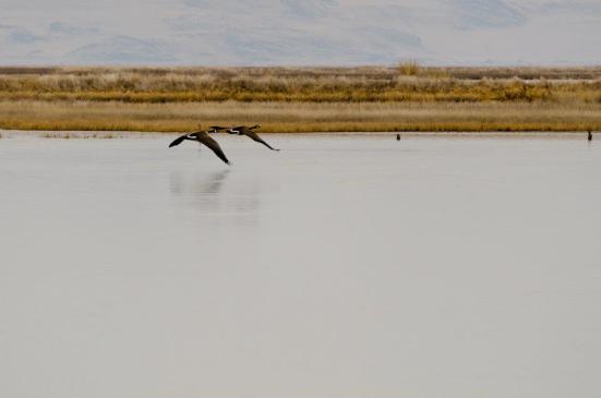 Canadian Geese flying away - Bear River