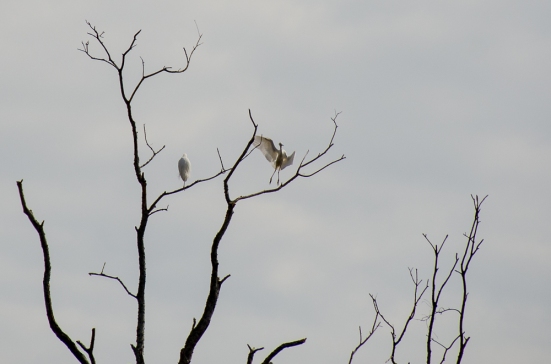 Egret landing on a tree, Savannah National Wildlife Refuge