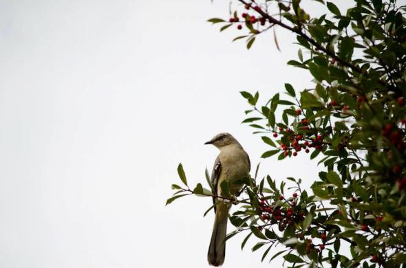February - mockingbird in our holly tree