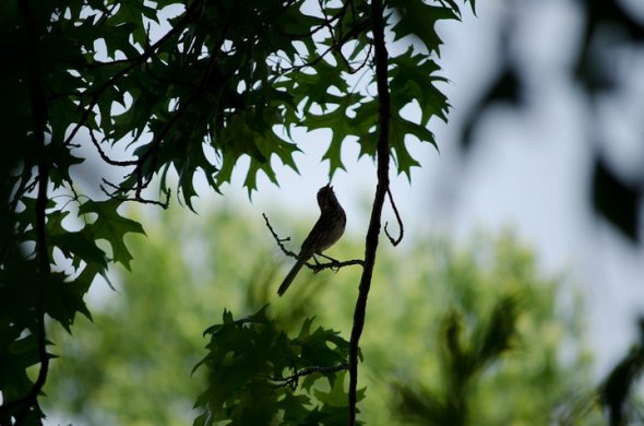 A song sparrow singing in June 