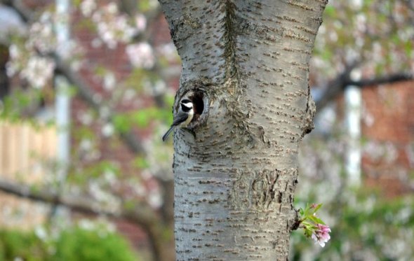 April - Chickadee by his nest in a cherry tree 