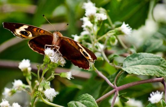 A common buckeye butterfly on white snakeroot (October)