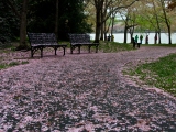 Farewell, Cherry Blossoms