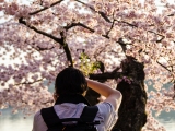 The Cherry Blossoms in DC