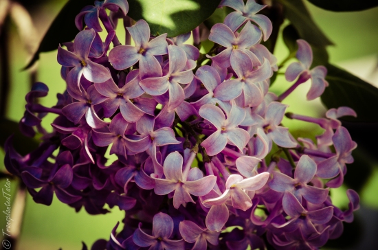 Lilac blooms in spring 