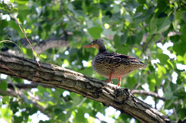 tree-duck.jpg