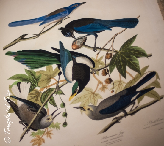 John James Audubon, The Birds of America, Huntington Library