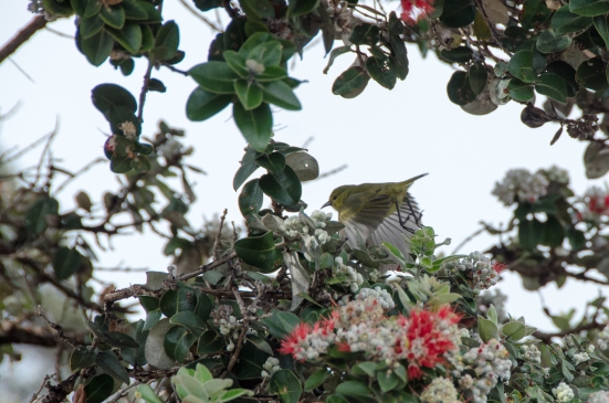 Yellow bird in ohi'a tree, Hawai'i Volcanoes National Park 